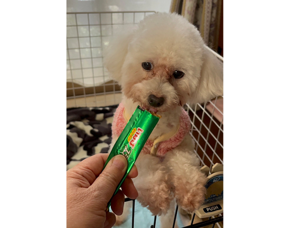 モデル犬を卒業したオハナちゃん♪